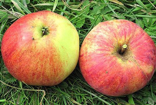 Odrůdy jablečného ovoce Aelita