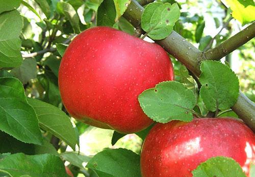 Odrůdy jabloní Auxis