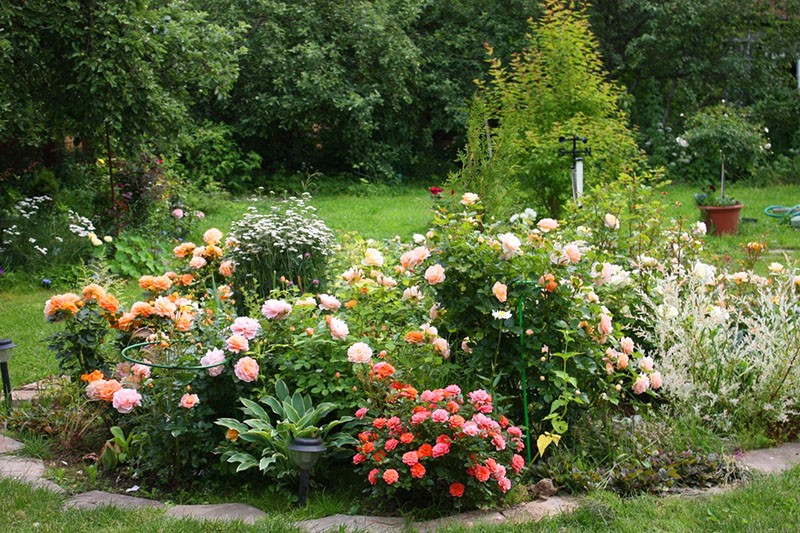 Rosen verschiedener Sorten bei der Gestaltung eines Rosengartens