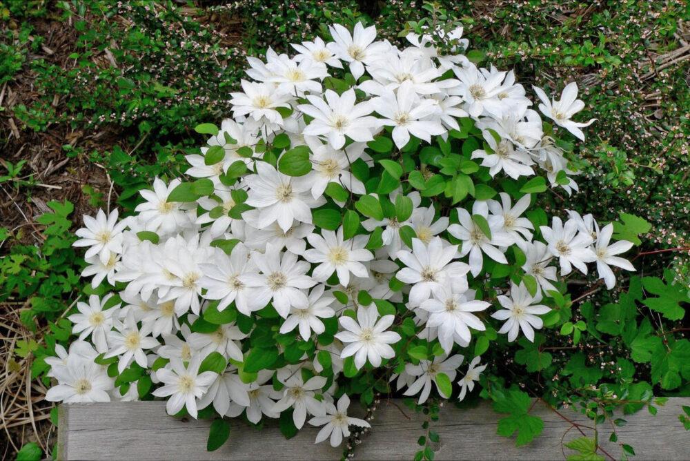 weiße Clematisblüten
