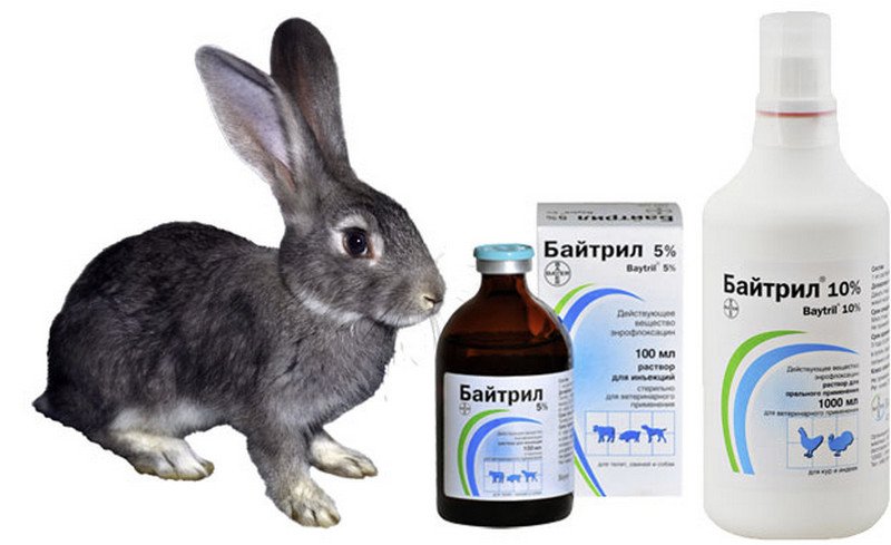 Bytril zur Behandlung von Kaninchen