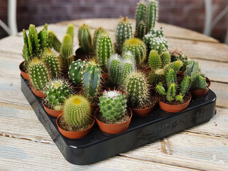 malé kaktusy