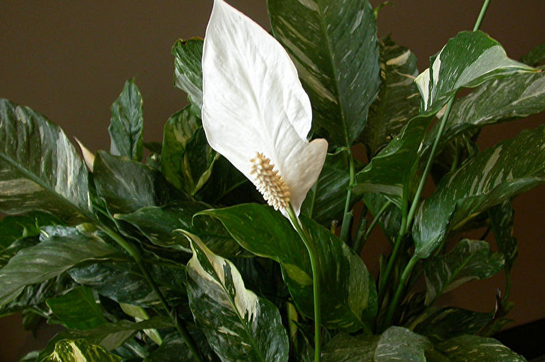 Dominó Spathiphyllum
