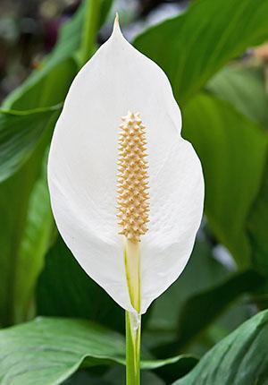 Geöffnete Spathiphyllum-Blume