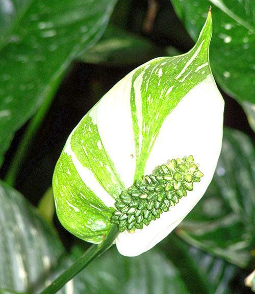 Listy a okvětní lístky Spathiphyllum chutnají hořce