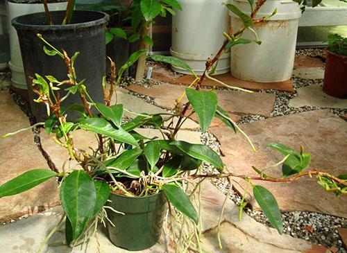 Reprodukce anthuria řízky s leteckými kořeny