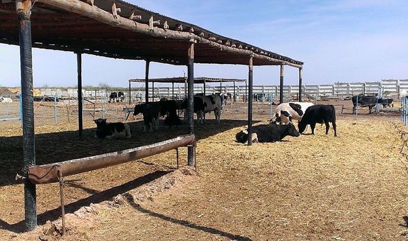 كشك-معسكر حفظ الأبقار