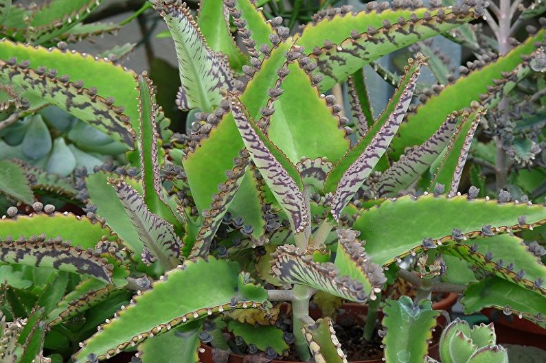 Παχύφυτα είδη φυτών - Kalanchoe