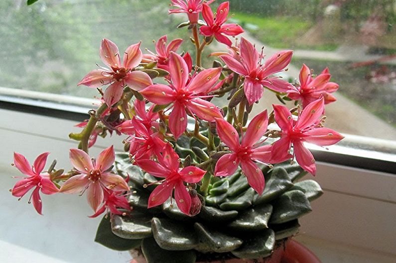Suckulenta växtarter - Graptopetalum