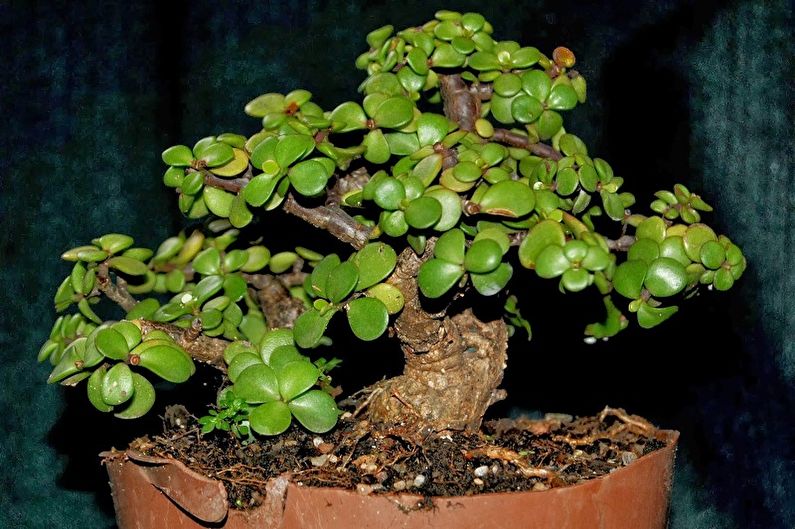 Typer av succulenter - Portulacaria
