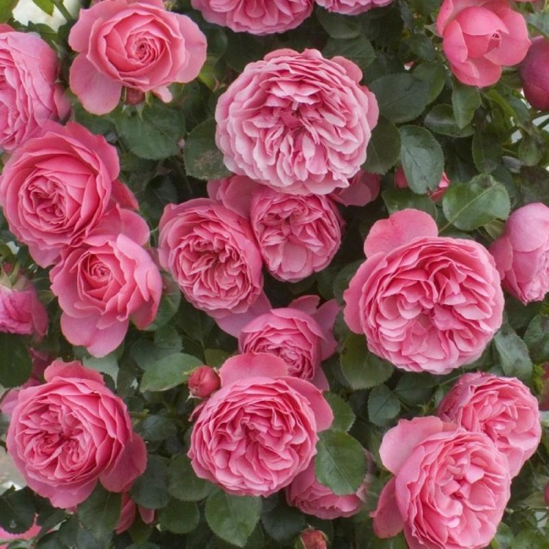 encyklopedie růží leonardo da vinci růže