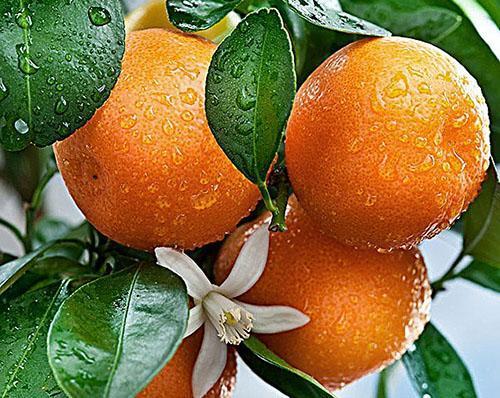 Mandarinenöl wird erfolgreich in der Pädiatrie eingesetzt