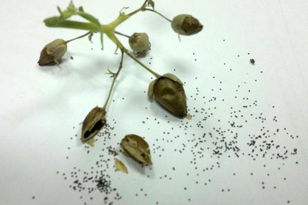 sbírání zralých semen vonného tabáku