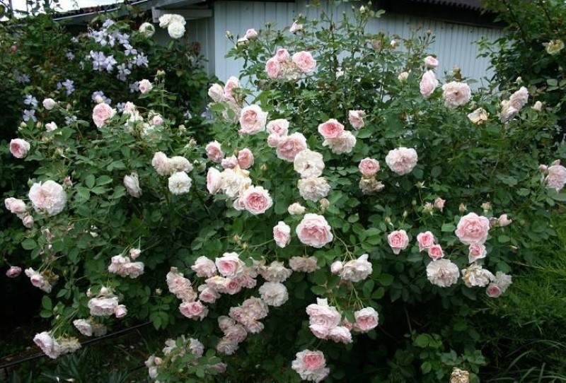 فرك الورود marchenland park