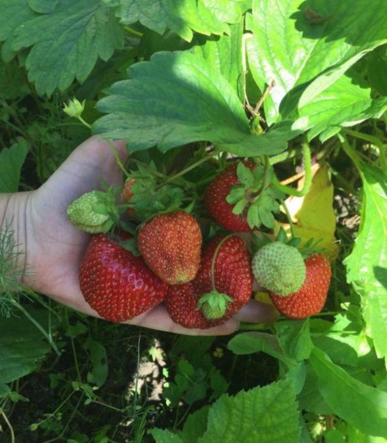 Erdbeer-Gigella die Vor- und Nachteile der Sorte