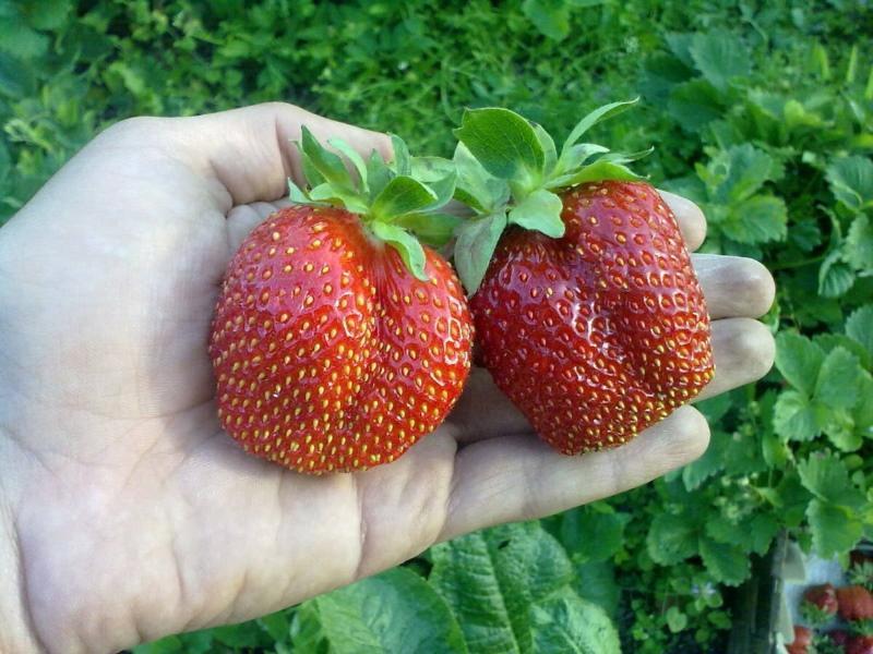 Beschreibung der Erdbeer-Gigantella-Sorte