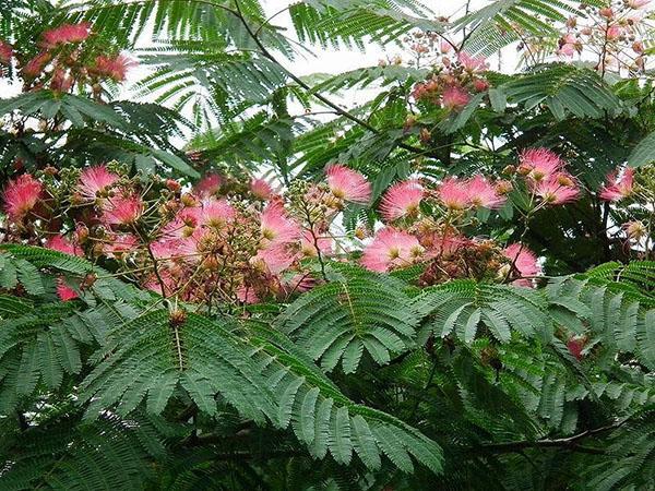üppige Blüten der Akazie Lankaran