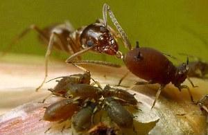 mravenci pijí mšice mléko