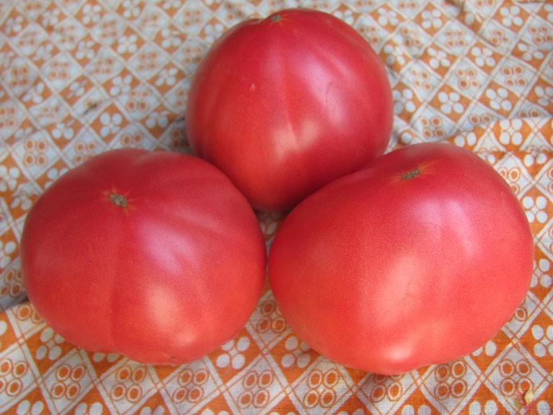 verschiedene Tomaten der sibirischen Auswahl