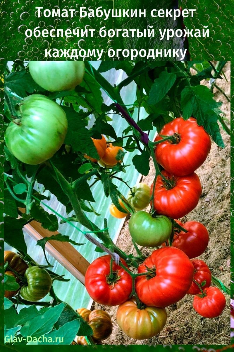 Das Geheimnis der Tomaten-Oma