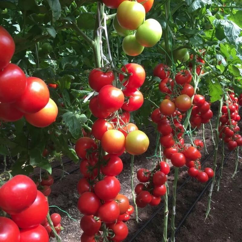 خصائص الطماطم blagovest ووصف الصنف