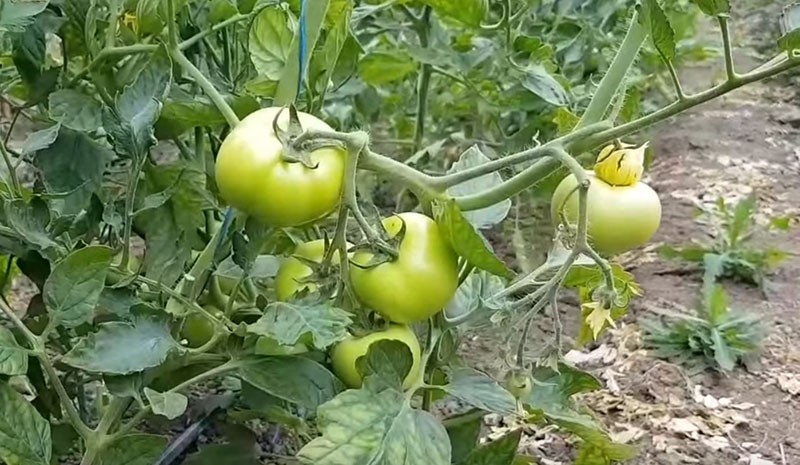زراعة الطماطم في الحقول المفتوحة