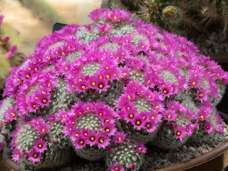 nenáročný krásný kaktus