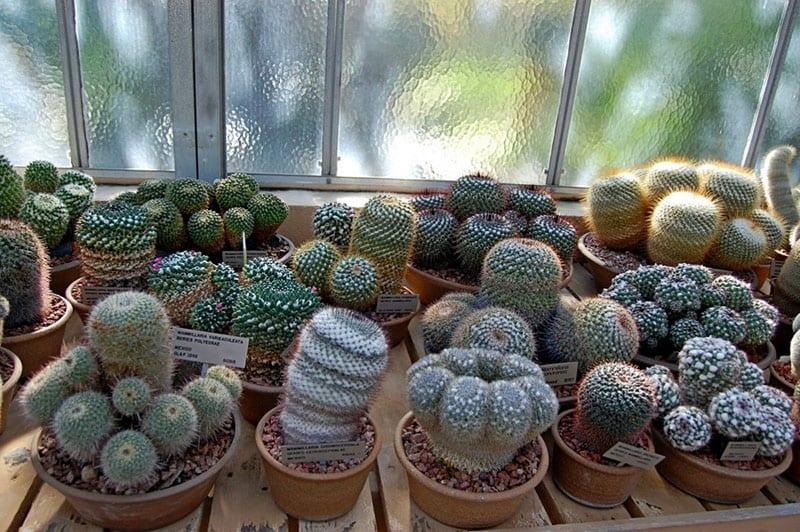 místo pěstování kaktusů
