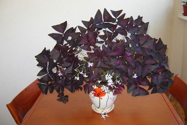 Trojúhelníkový purpurový oxalis