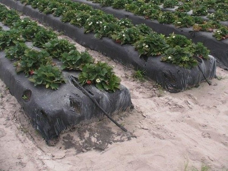 مزايا زراعة الفراولة تحت البلاستيك