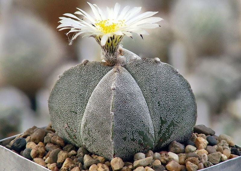 kaktus astrophytum