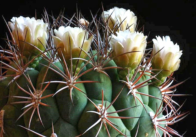 Kvetoucí kaktusy Gymnocalycium