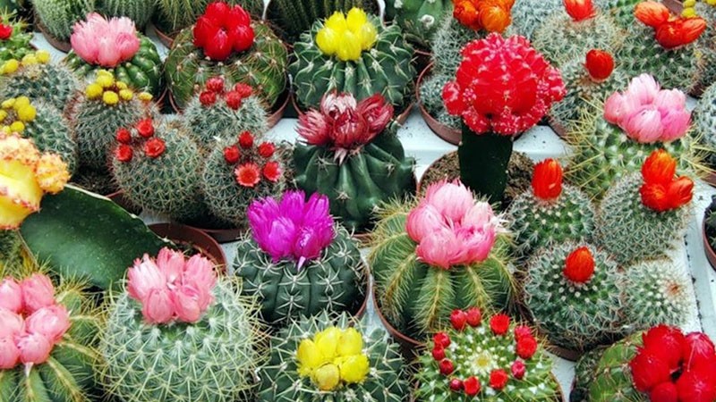 kvetoucí kaktusy v celé své kráse
