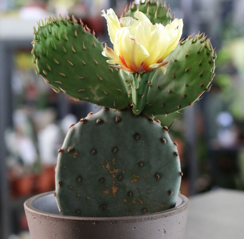 kvetoucí kaktus opuncie