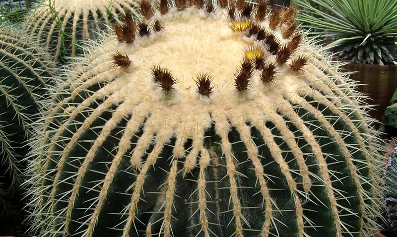 kvetoucí kaktusy