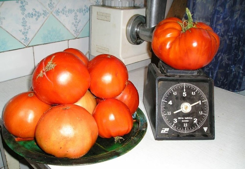 große Früchte von Tomaten