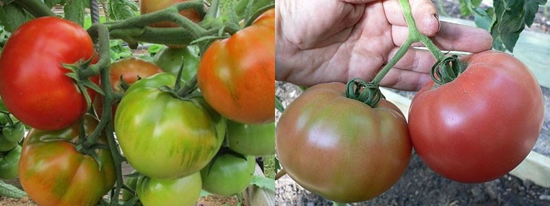 Früchte einer frühreifen Staroselsky-Tomate