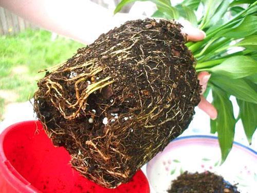 Eine erkrankte Pflanze muss dringend umgepflanzt und beschädigte Teile entfernt werden
