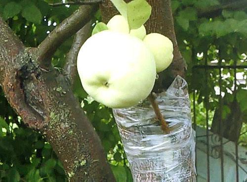 Im Sommer einen Apfelbaum veredeln