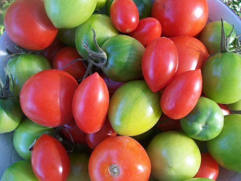 mit reifen und grünen Tomaten