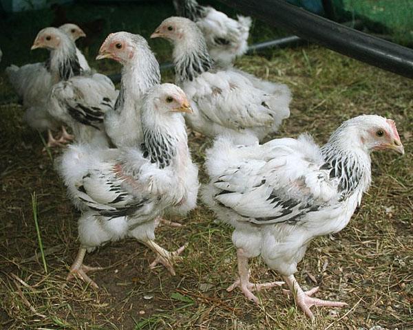 Včasné oddělení nemocných kuřat pomůže zachránit hospodářská zvířata