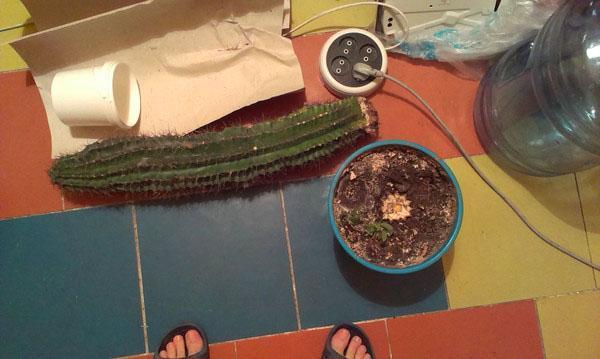 musíte zasadit kaktus bez kořenů