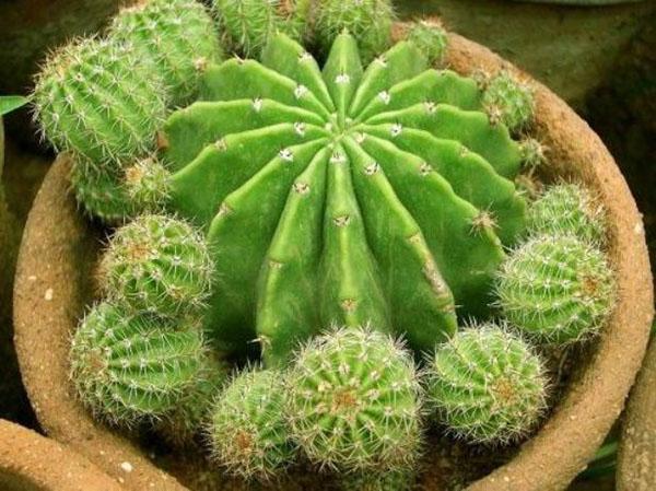Du kannst einen Kaktus pflanzen