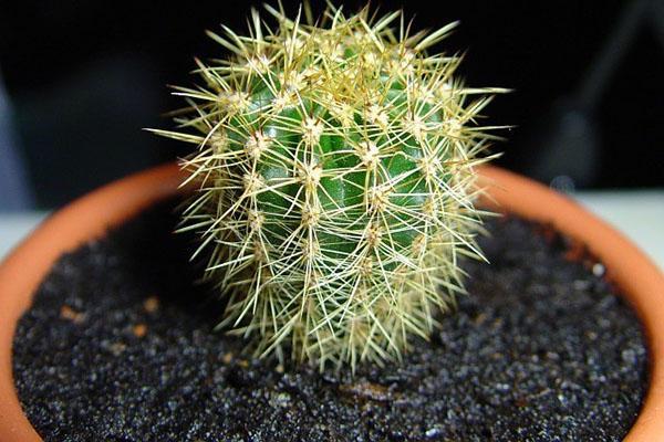 Kaktus nach Transplantation