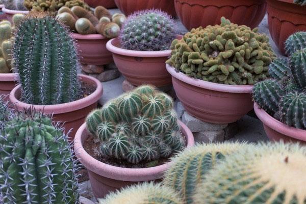 kaktusy různých typů a odrůd