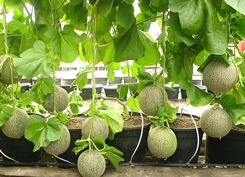 طريقة تعريشة لزراعة البطيخ في المنزل