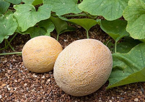 يعد اختيار المكان المناسب أحد عوامل نجاح زراعة البطيخ.