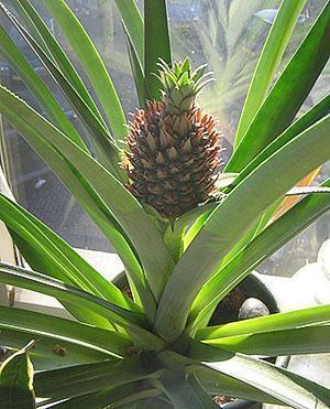Indoor-Ananas wächst