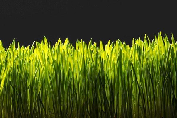 في فصل الربيع ، يحتاج العشب إلى الإخصاب