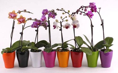 orchideje phalaenopsis